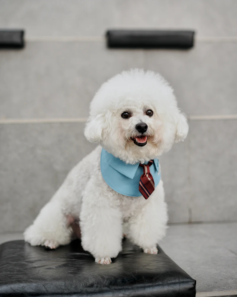 Bichon frise po strzyżeniu w salonie groomerskim w Częstochowie