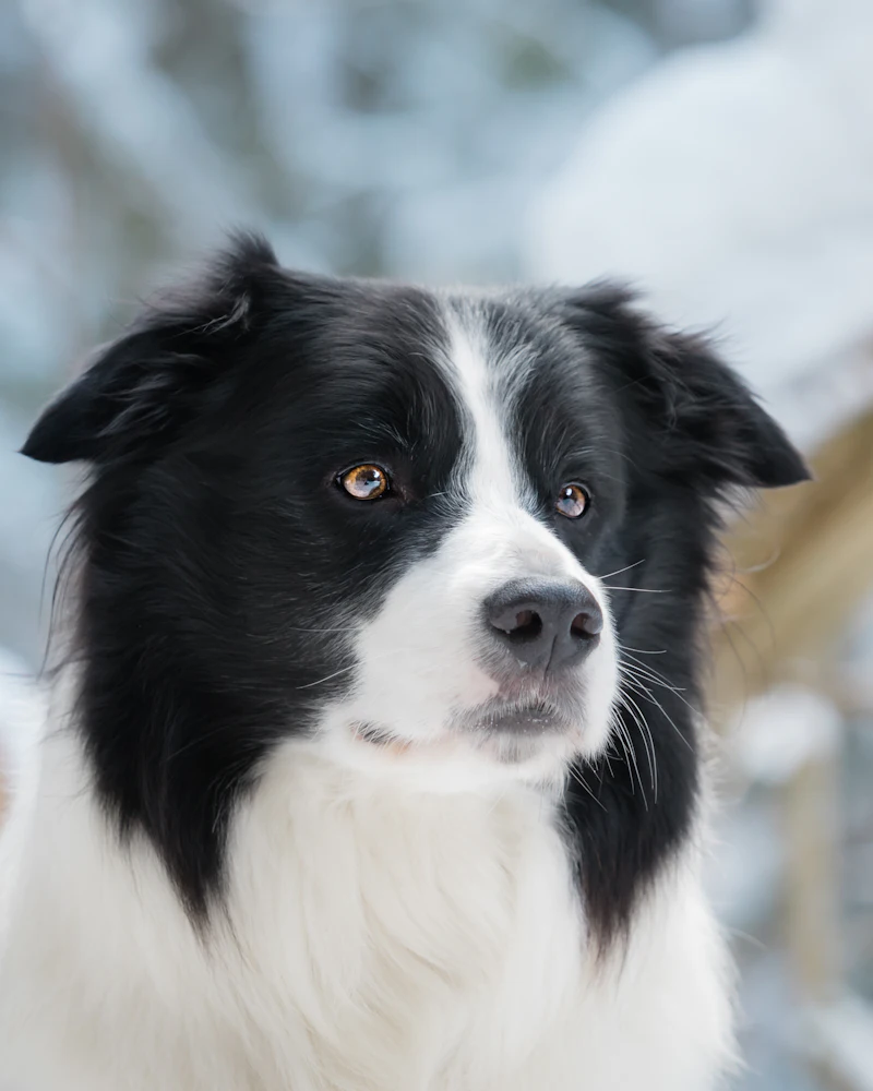 Border collie po wyczesaniu podszerstka w Częstochowie