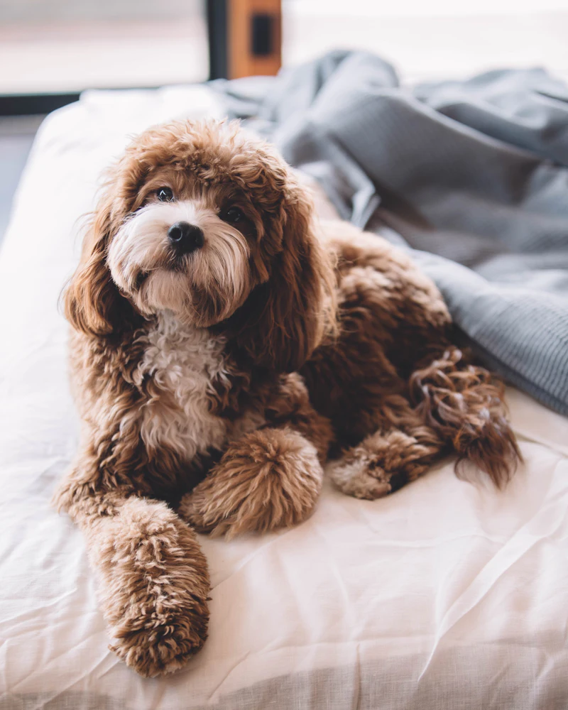 Cavapoo po strzyżeniu w salonie groomerskim w Częstochowie