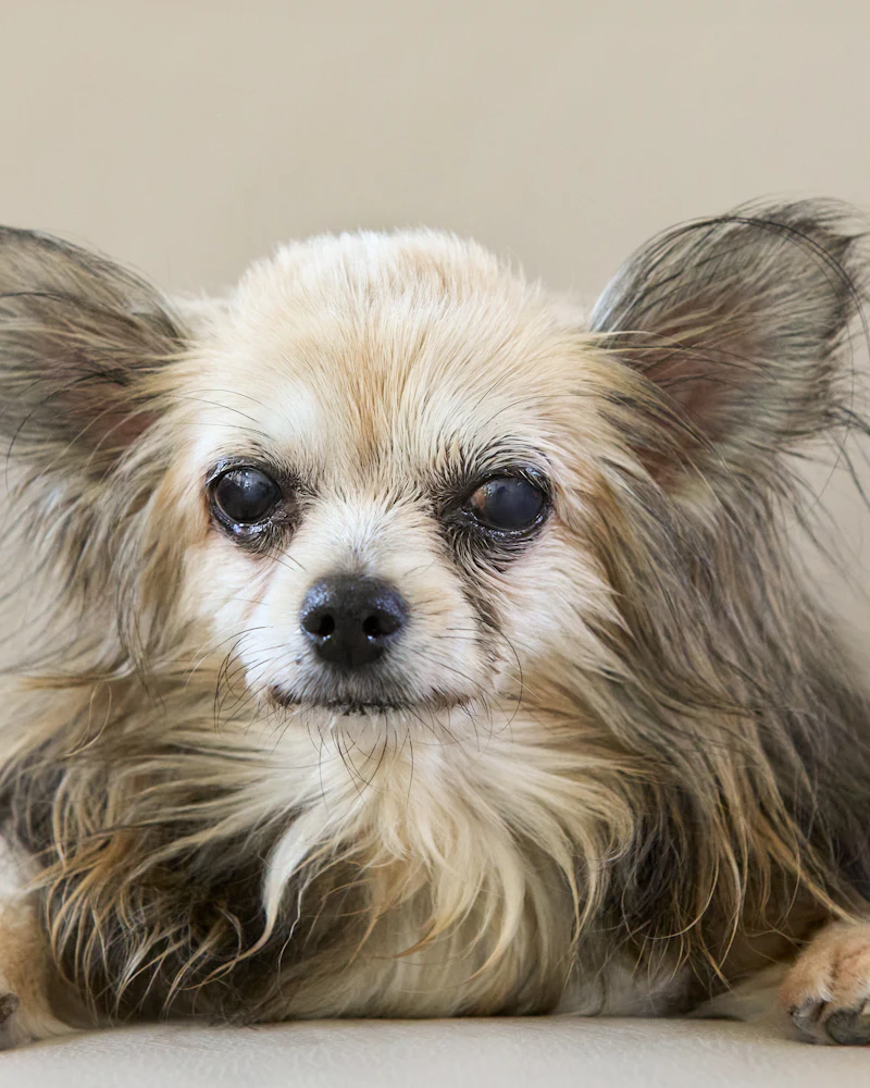 Chihuahua długowłosa po pielęgnacji w Częstochowie