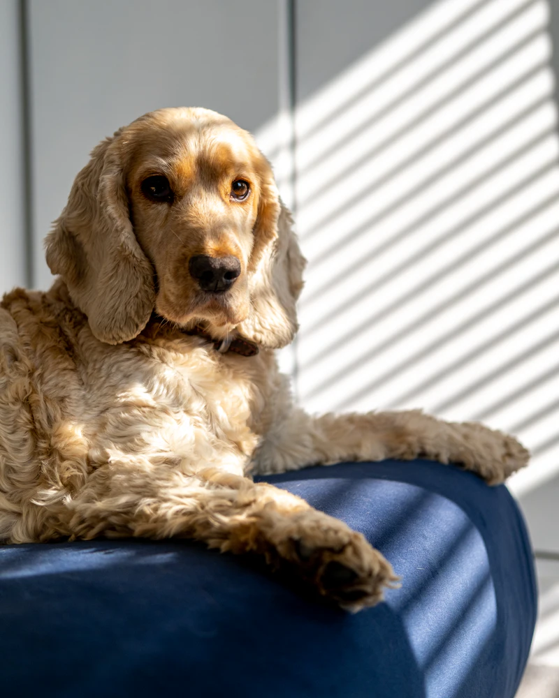 Cocker spaniel po pielęgnacji w Częstochowie