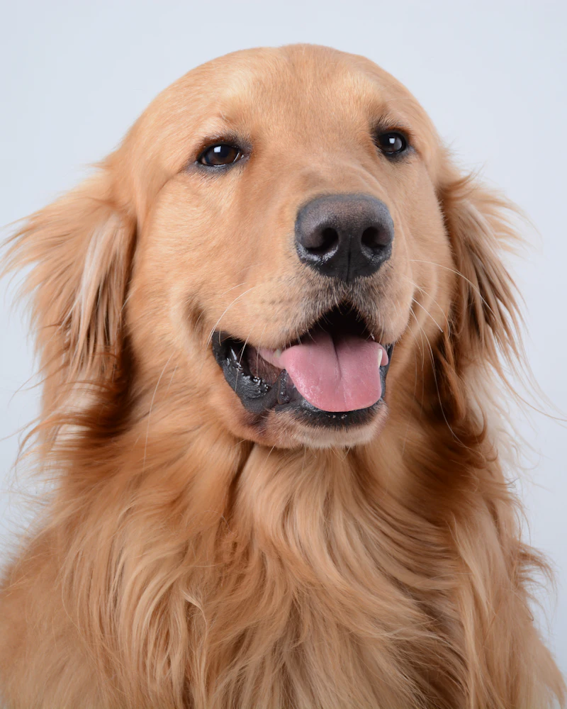 Golden retriever po wyczesaniu podszerstka w Częstochowie