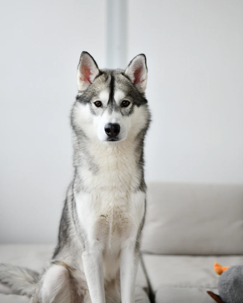 Husky po wyczesaniu martwego podszerstka w Częstochowie