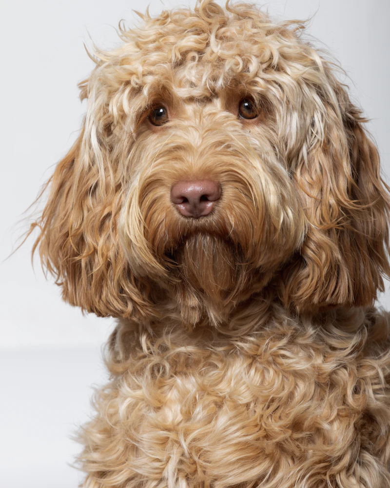 Labradoodle po strzyżeniu w salonie groomerskim w Częstochowie