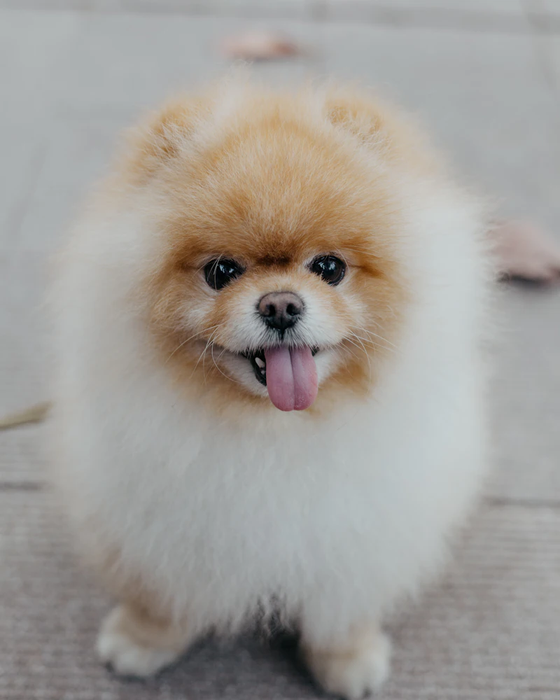 Pomeranian po pielęgnacji u groomera w Częstochowie