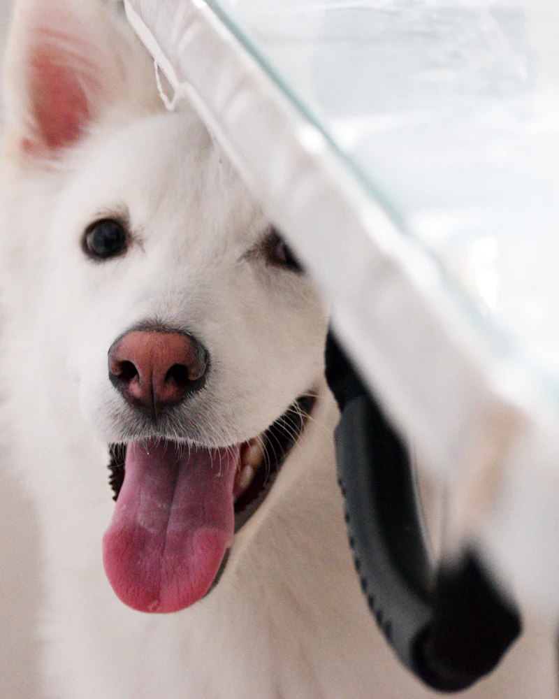 Samojed po pielęgnacji w Częstochowie