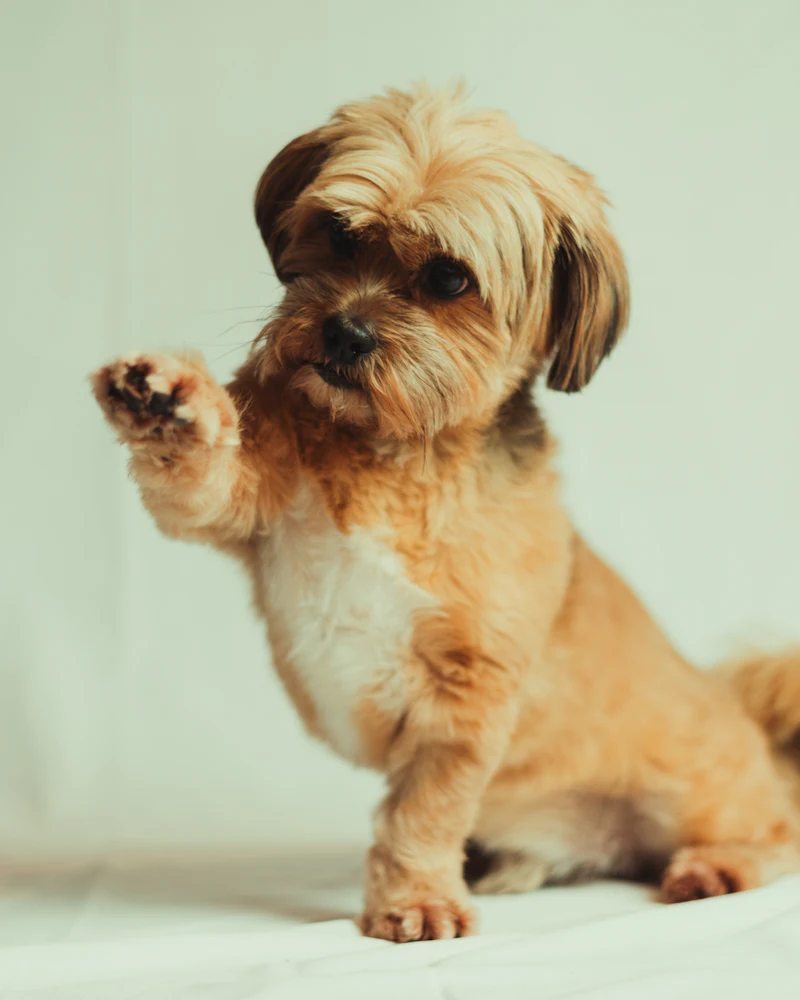 Shih tzu po strzyżeniu w Częstochowie