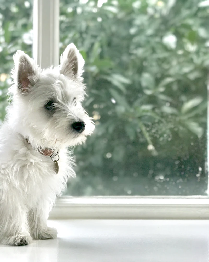 West highland white terrier po trymowaniu w Częstochowie