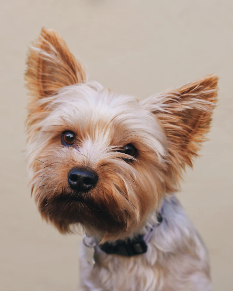 Yorkshire terrier po strzyżeniu głowy w Częstochowie
