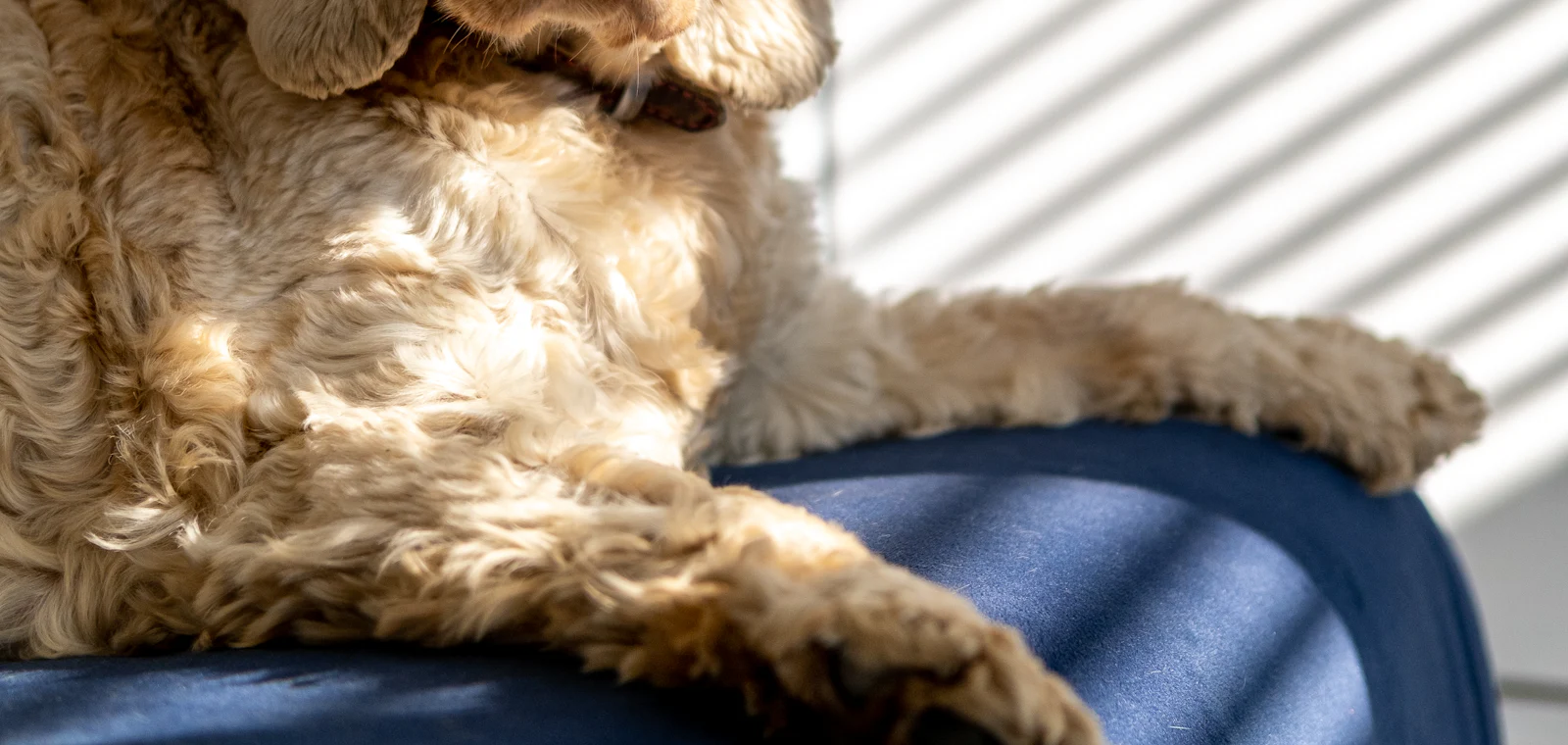 Cocker spaniel po strzyżeniu w salonie groomerskim w Częstochowie