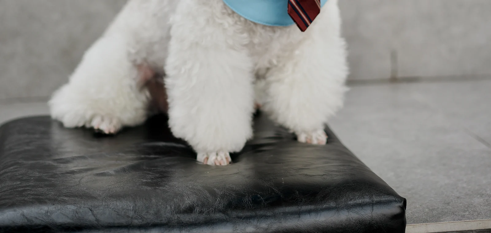 Bichon frise po wizycie w salonie groomerskim w Częstochowie