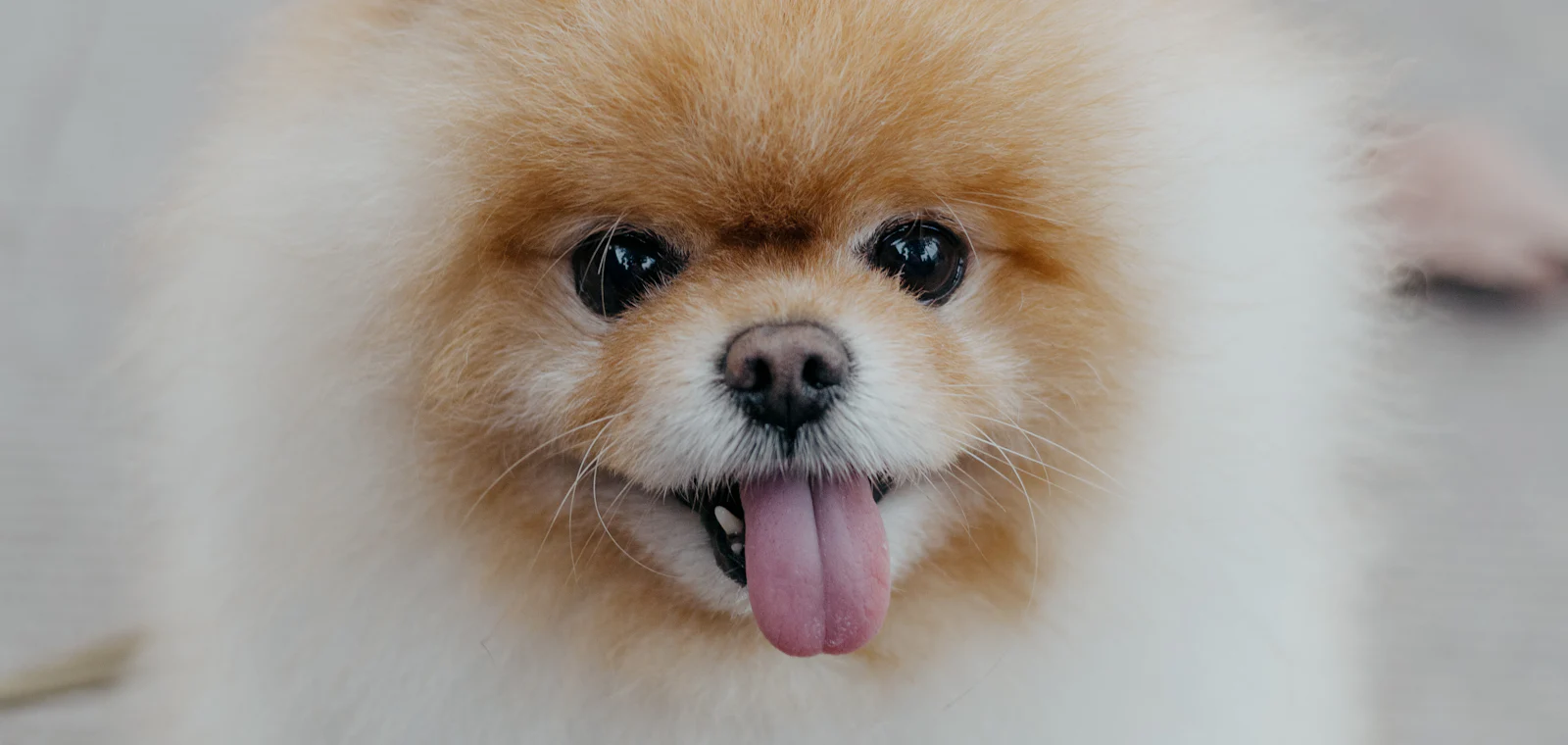 Pomeranian po pielęgnacji w salonie groomerskim w Częstochowie