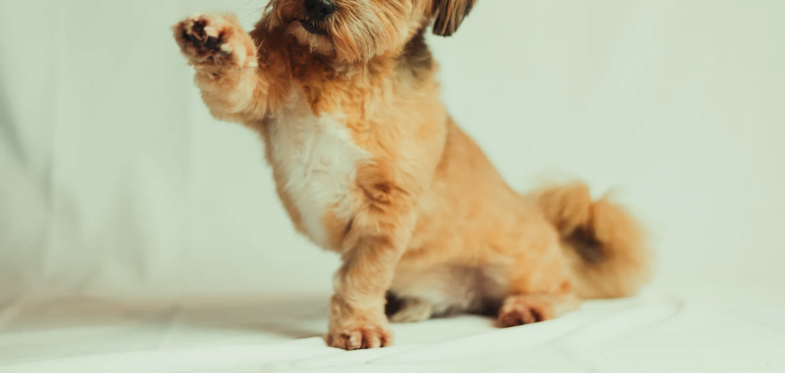 Shih tzu po strzyżeniu w salonie groomerskim w Częstochowie