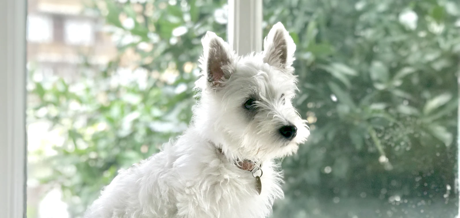 West highland white terrier po trymowaniu w Częstochowie