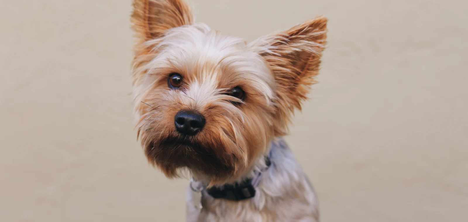 Yorkshire terrier po strzyżeniu w salonie groomerskim w Częstochowie