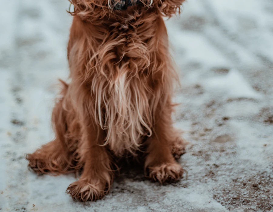 Cocker spaniel z długimi uszami i piórami na łapach