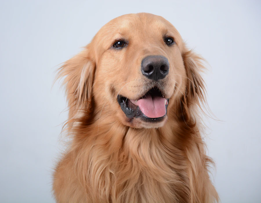 Golden retriever po wyczesaniu podszerstka w Częstochowie