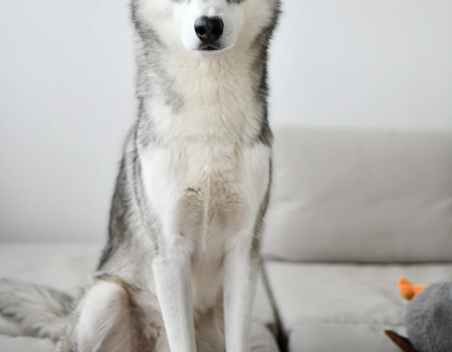 Husky z gęstym podszerstkiem przed wyczesywaniem w Częstochowie