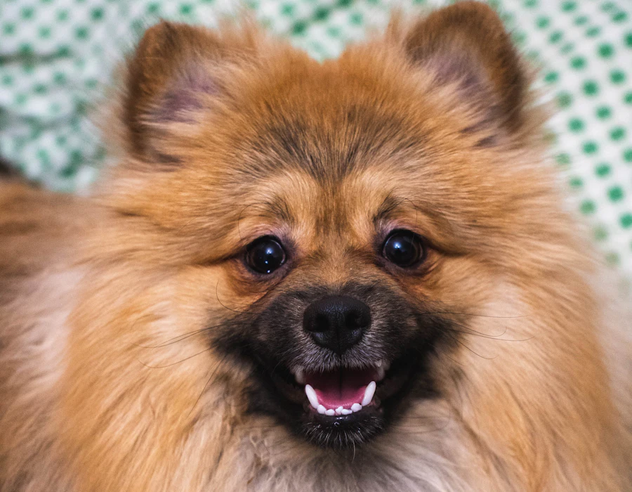 Pomeranian z gęstą okrywą po wyczesaniu w Częstochowie