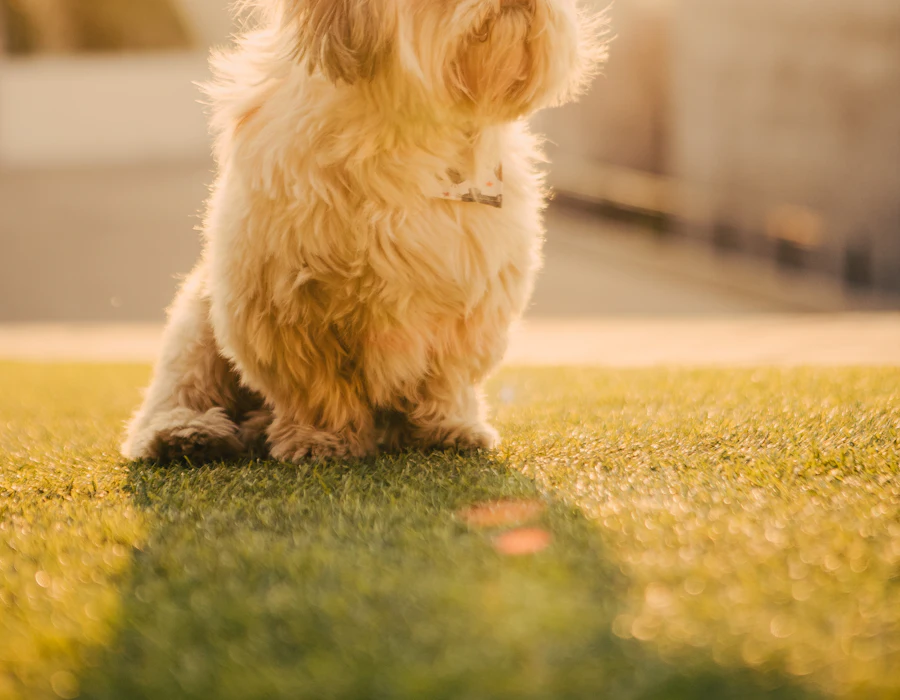 Shih tzu z odrośniętą sierścią przed wizytą u groomera