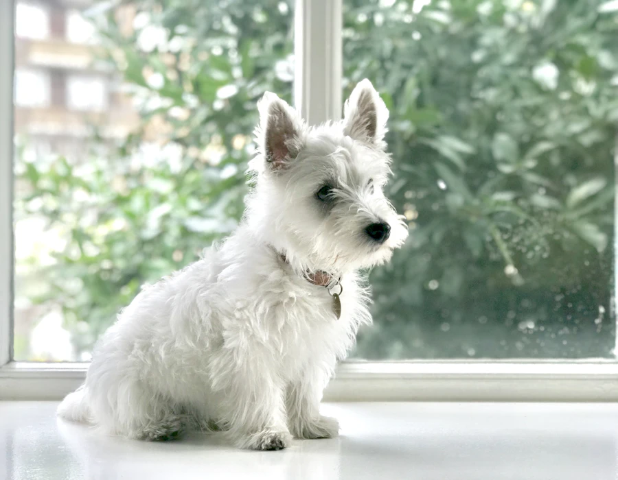 West highland white terrier z twardą okrywą po trymowaniu